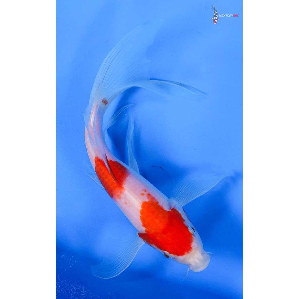 8” Imported Kohaku Butterfly Koi