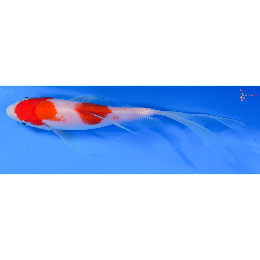8” Imported Kohaku Butterfly Koi