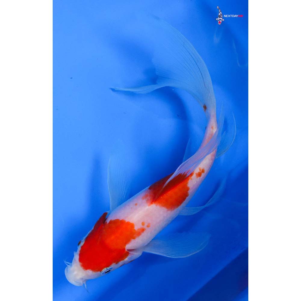 8” Imported Kohaku Butterfly Koi