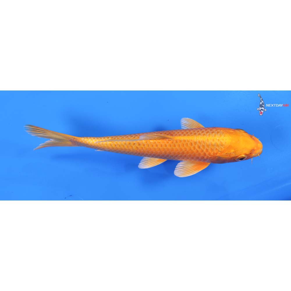 7.5” Imported Orenji Ogon