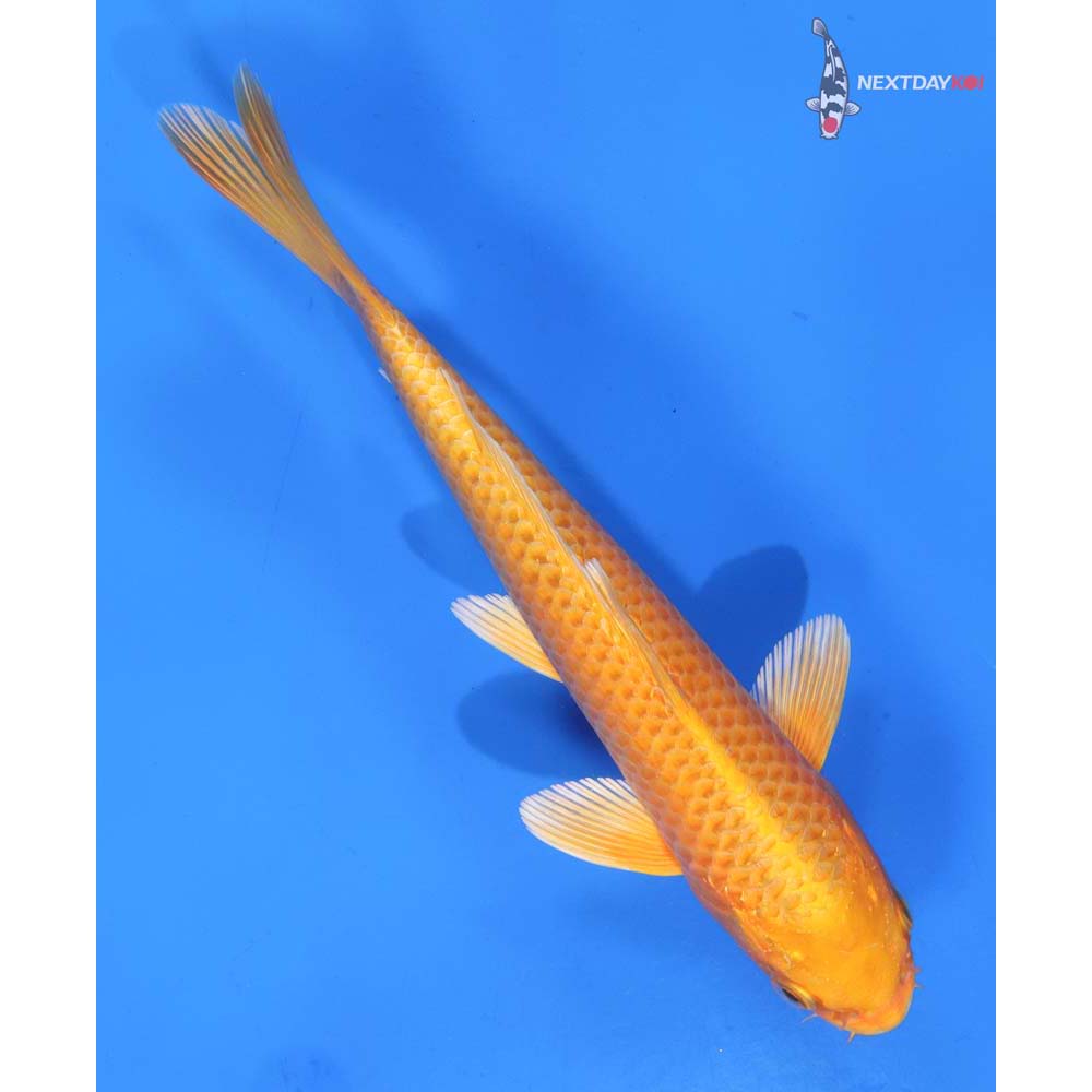 7.5” Imported Orenji Ogon