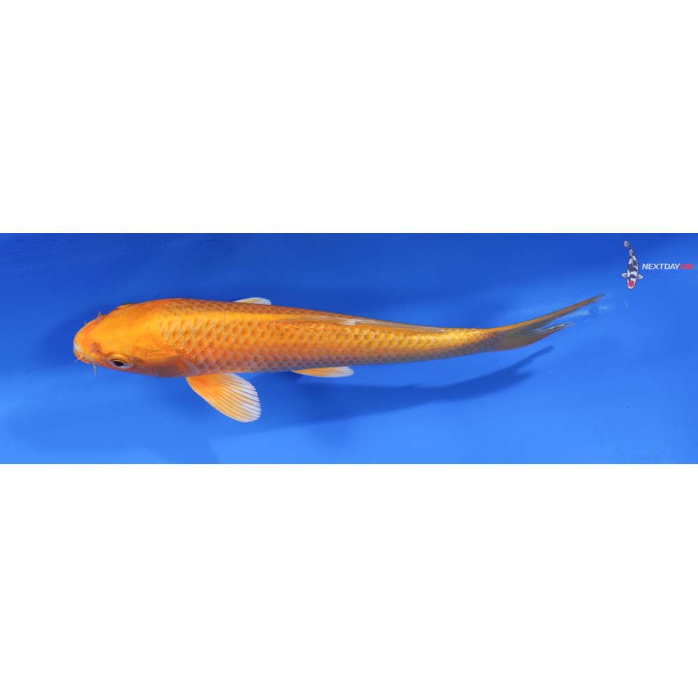 7.5” Imported Orenji Ogon