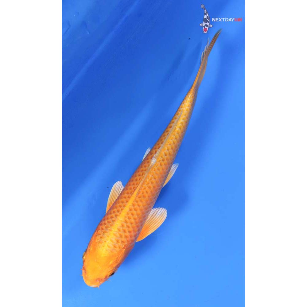 7.5” Imported Orenji Ogon