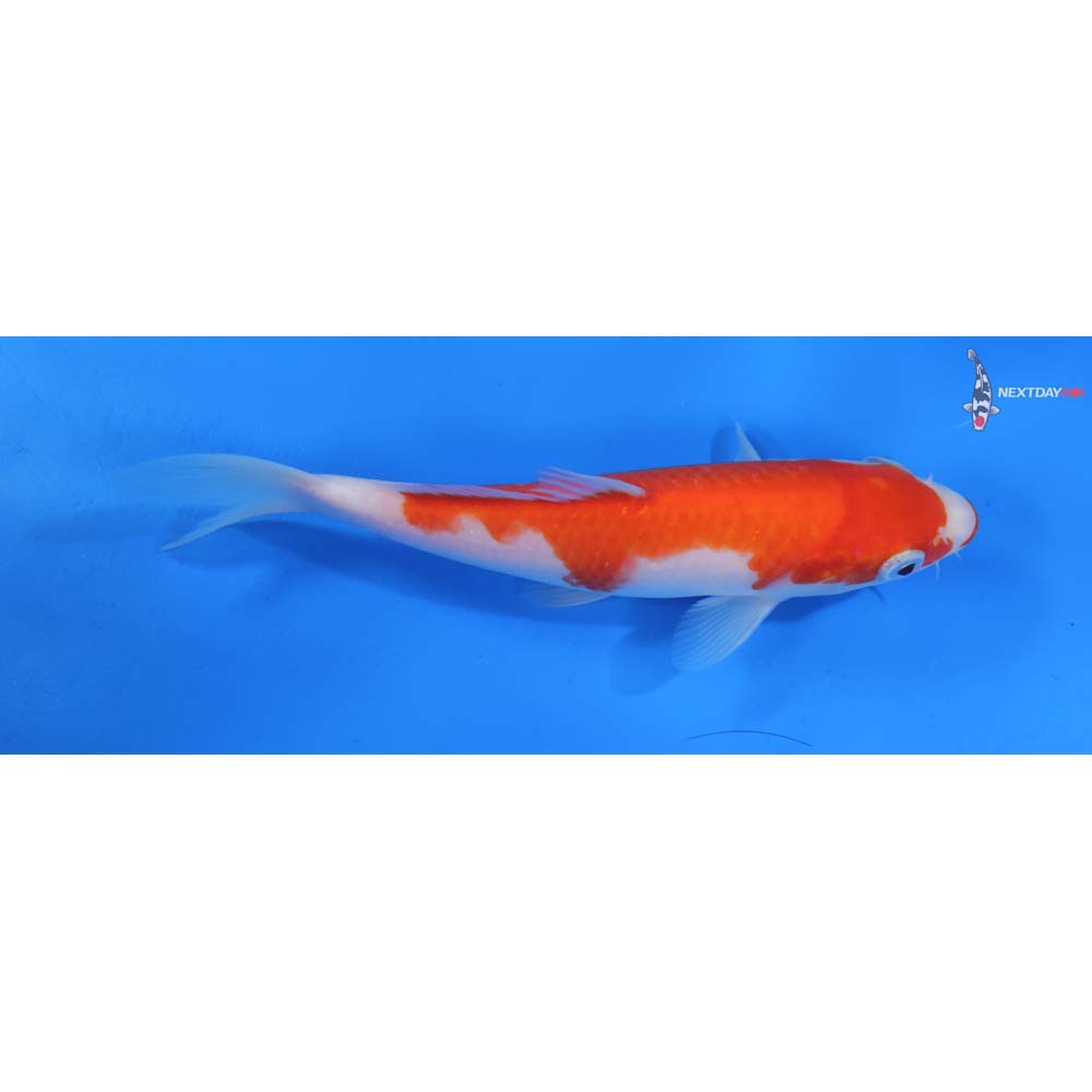 8” Imported Kuchi Beni Kohaku