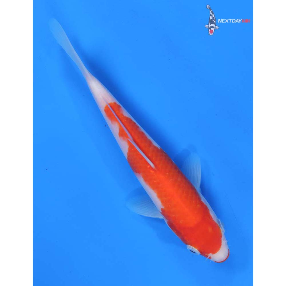 8” Imported Kuchi Beni Kohaku