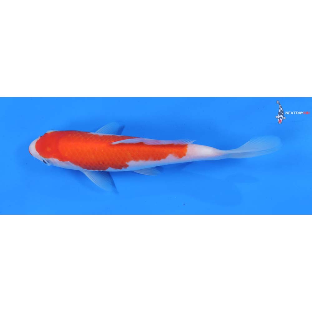 8” Imported Kuchi Beni Kohaku