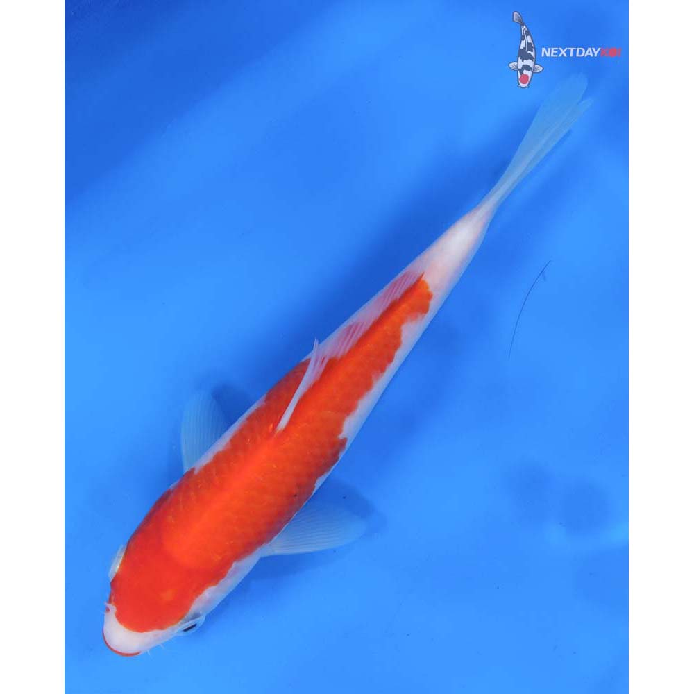 8” Imported Kuchi Beni Kohaku