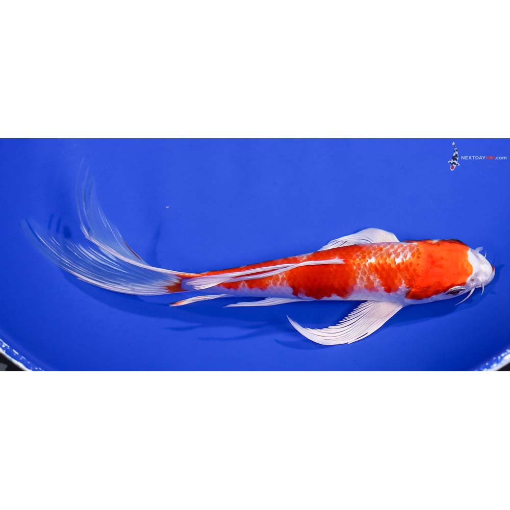 7.5” Imported Hariwake Butterfly Koi