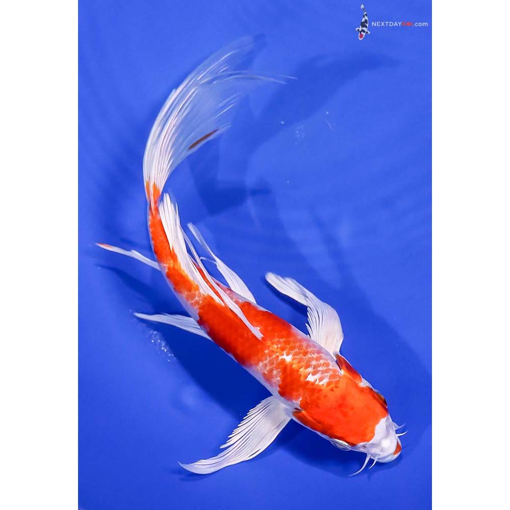 7.5” Imported Hariwake Butterfly Koi