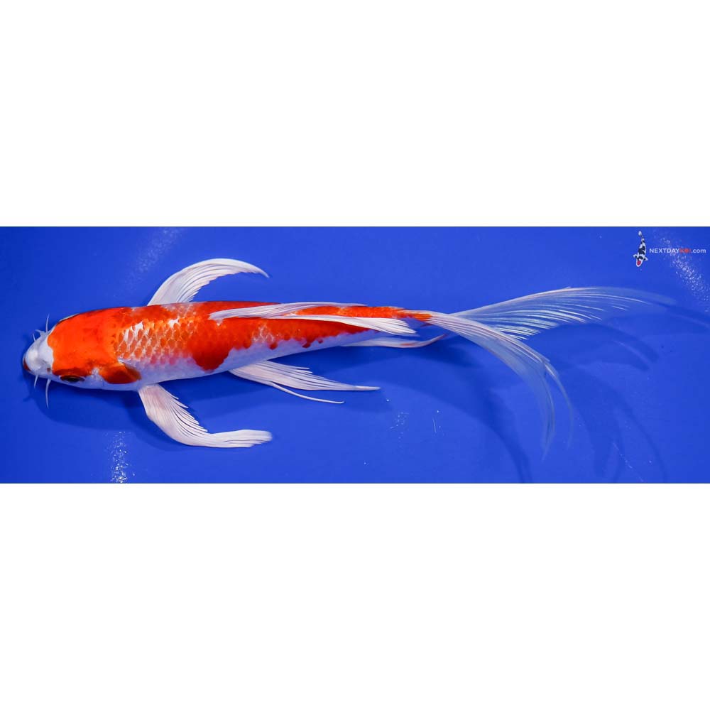 7.5” Imported Hariwake Butterfly Koi