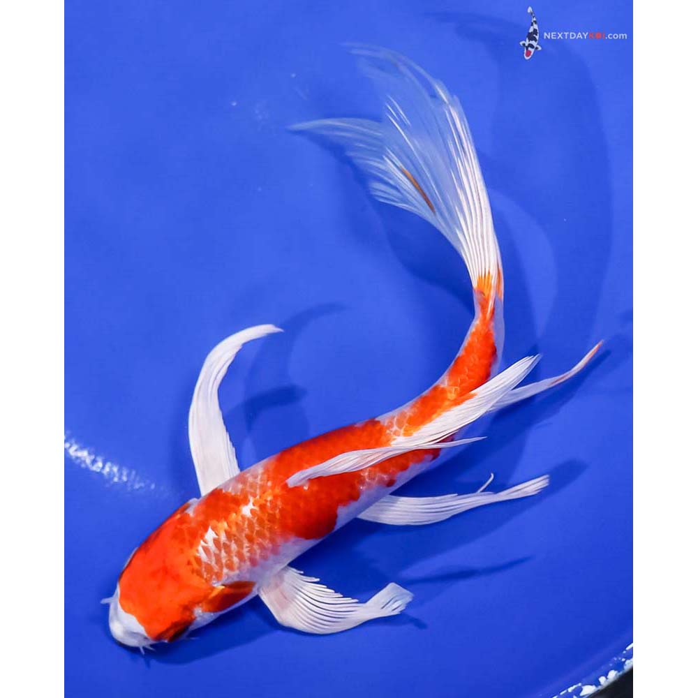7.5” Imported Hariwake Butterfly Koi