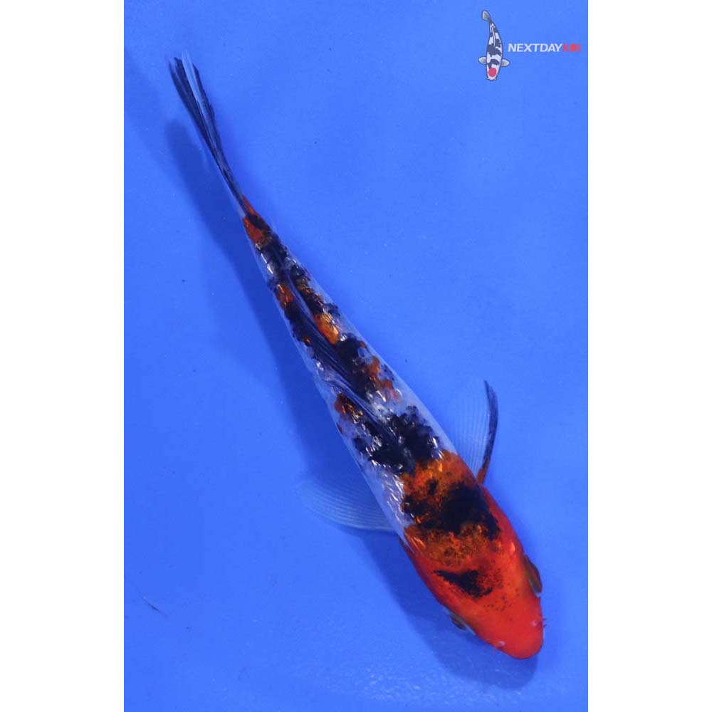 4” Imported Gin Rin Sanke