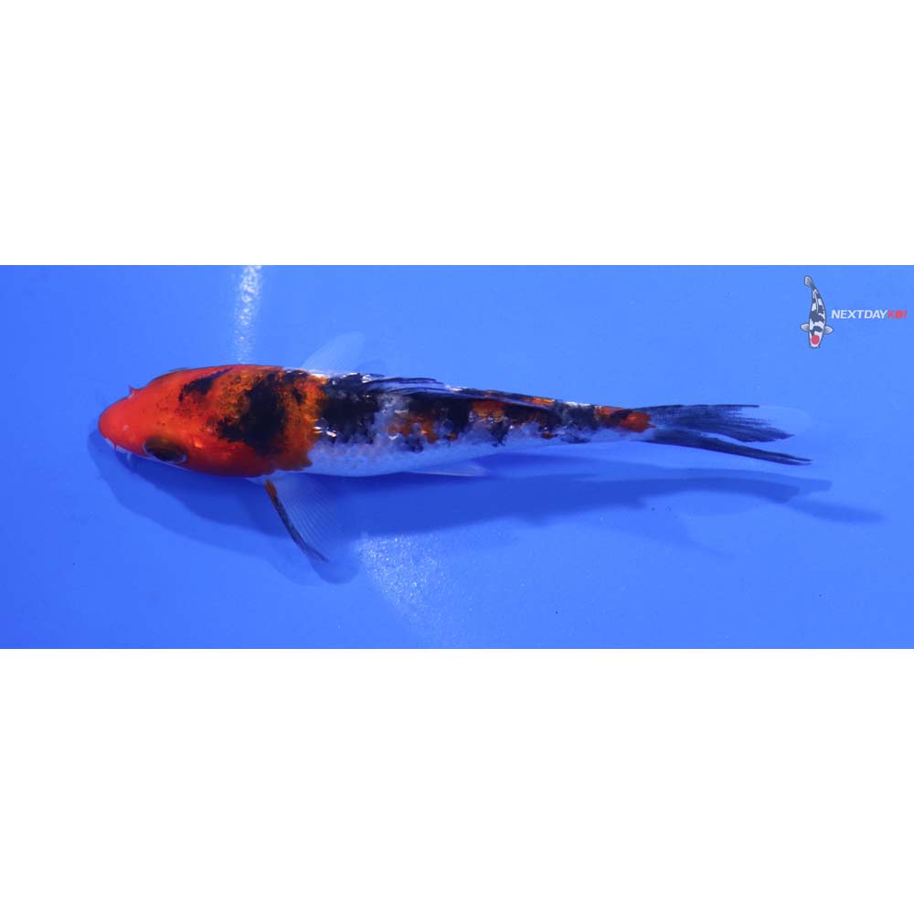 4” Imported Gin Rin Sanke