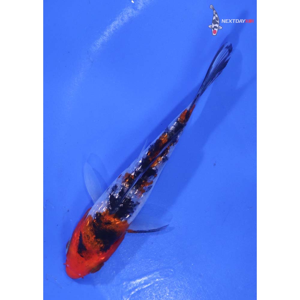 4” Imported Gin Rin Sanke