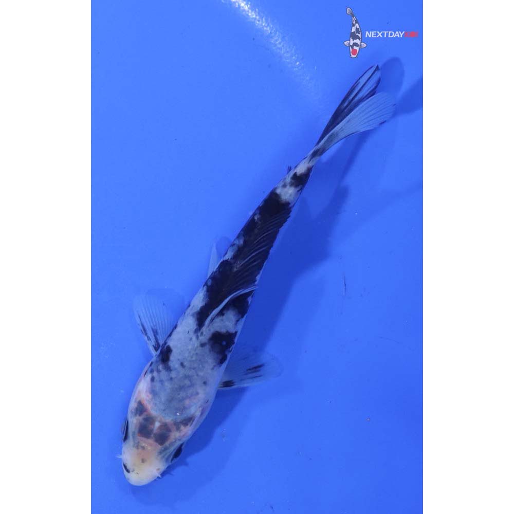 4” Imported Matsukawabakke