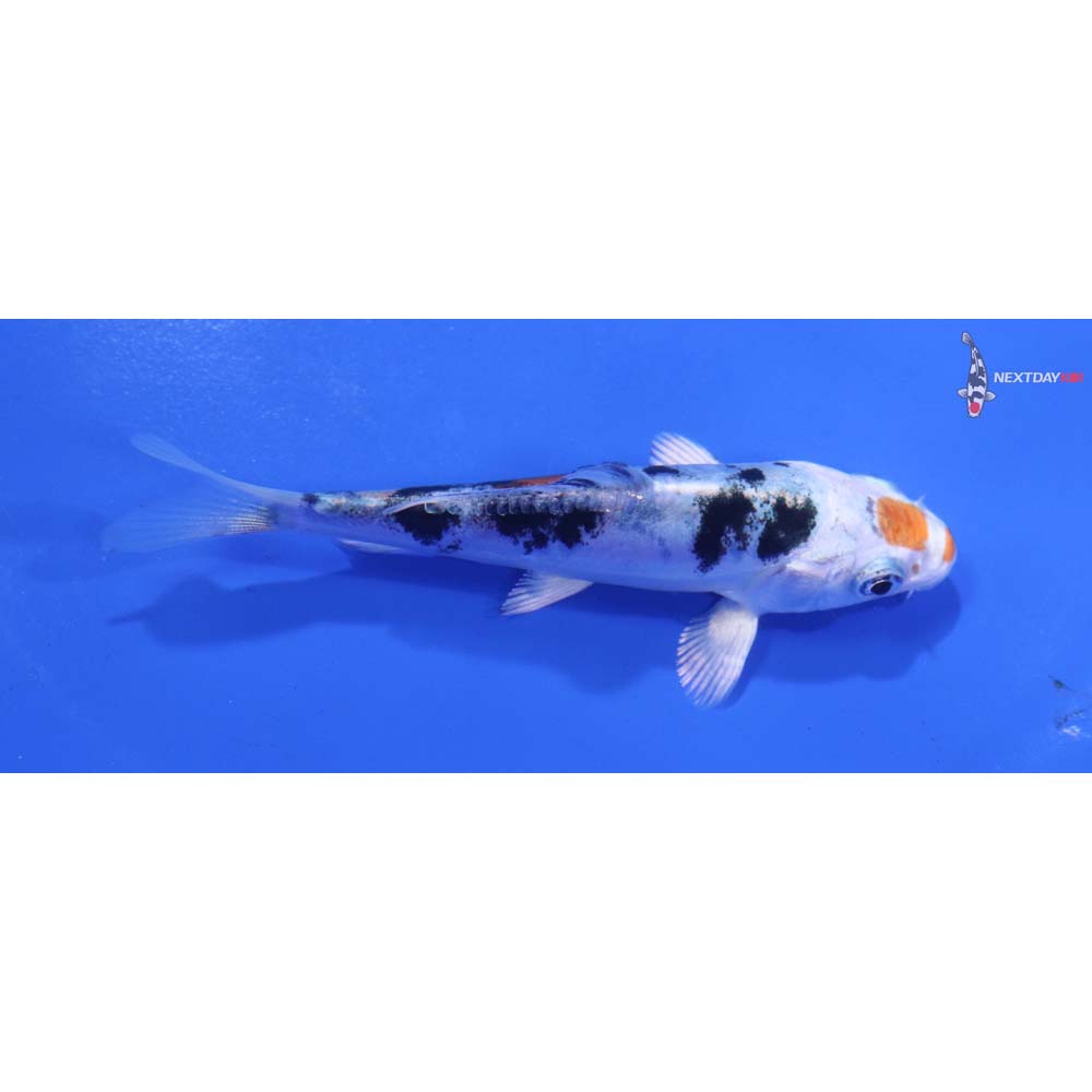 3.5” Imported Heisei Nishiki