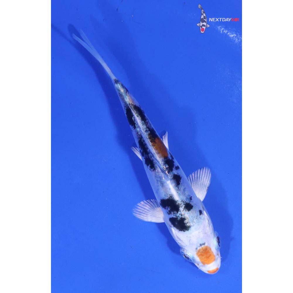 3.5” Imported Heisei Nishiki