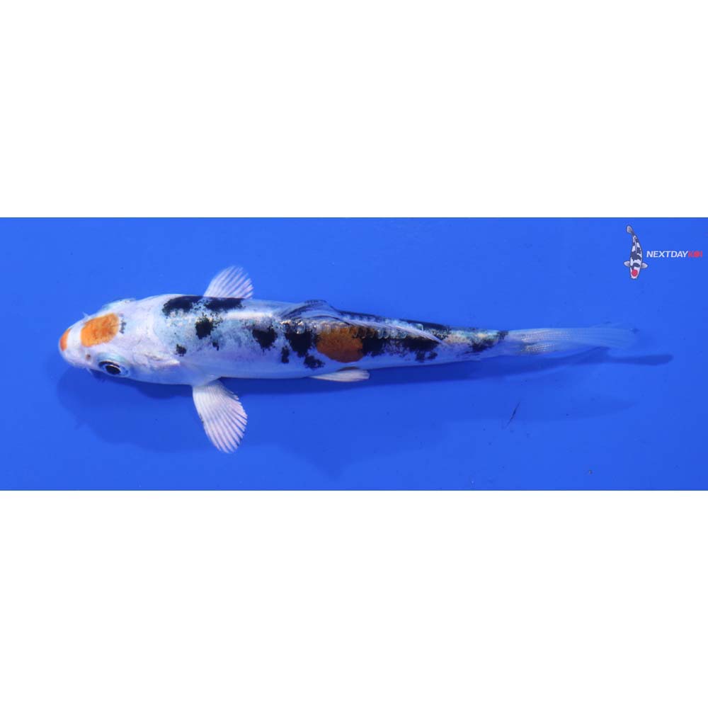 3.5” Imported Heisei Nishiki