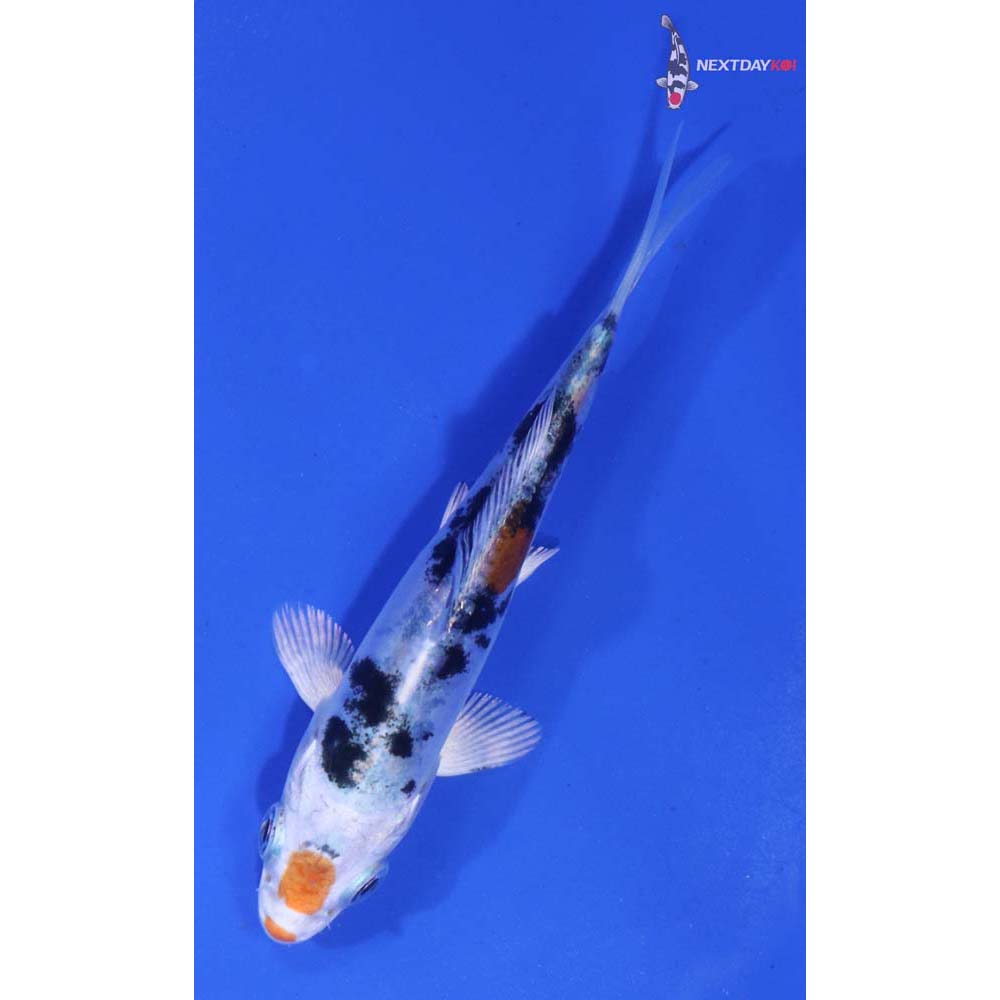 3.5” Imported Heisei Nishiki