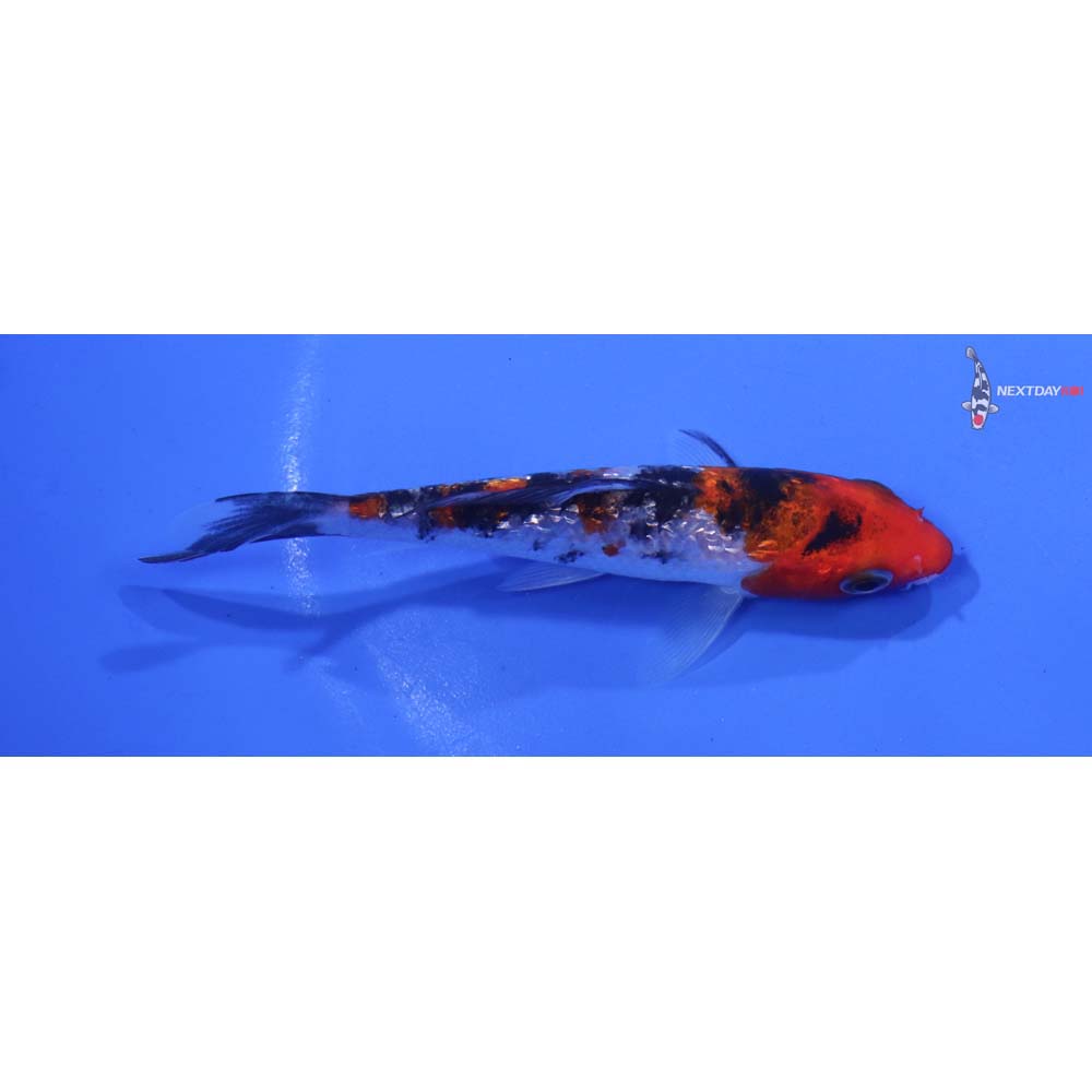 4” Imported Gin Rin Sanke