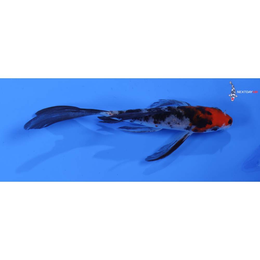 5” Imported Sanke Butterfly Koi