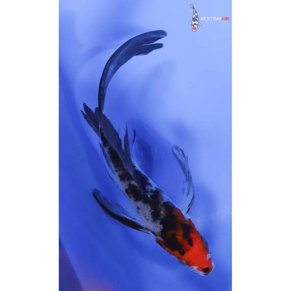 5” Imported Sanke Butterfly Koi