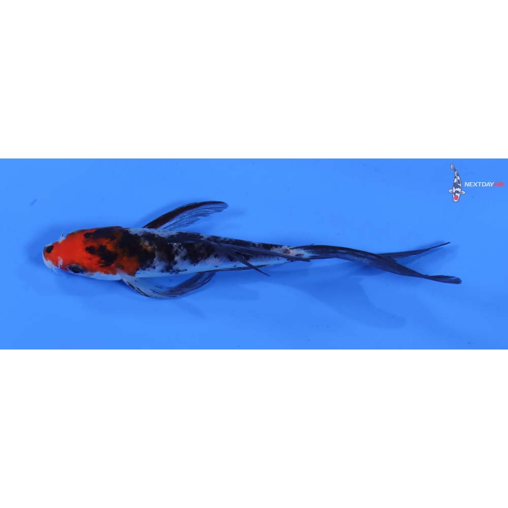 5” Imported Sanke Butterfly Koi