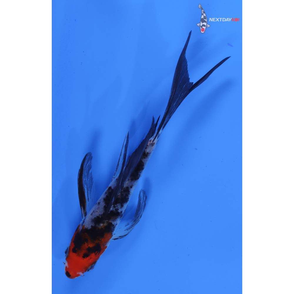 5” Imported Sanke Butterfly Koi