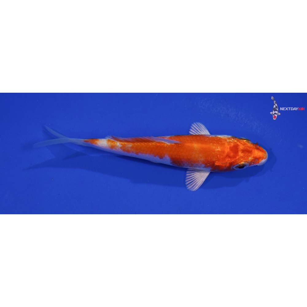 4” Imported Hariwake