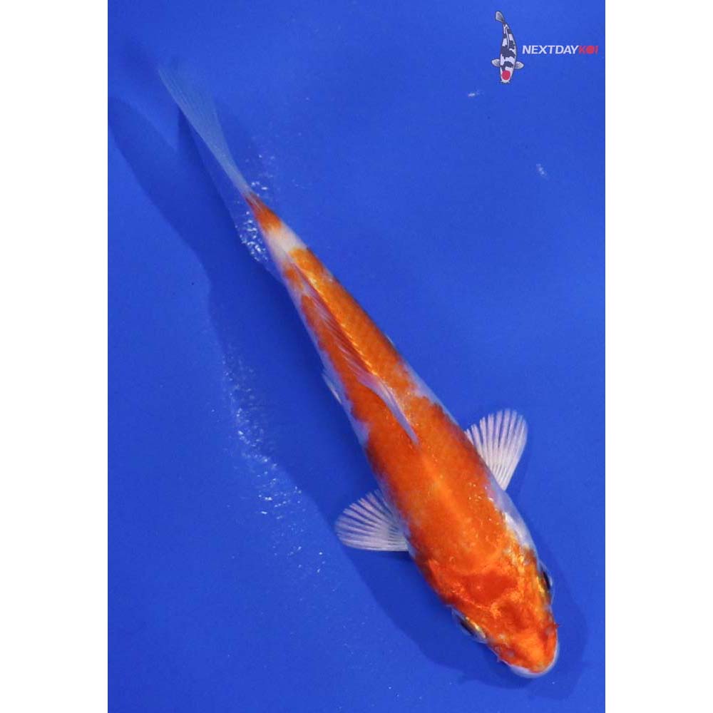 4” Imported Hariwake