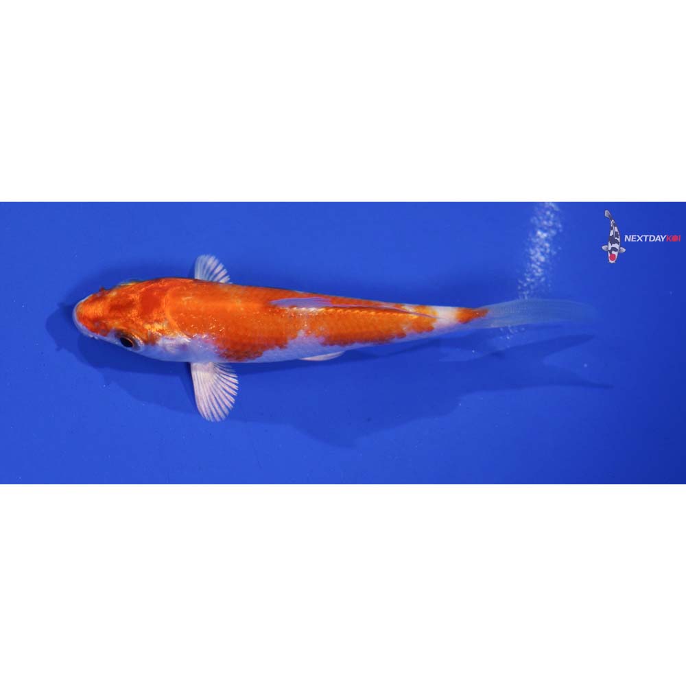 4” Imported Hariwake