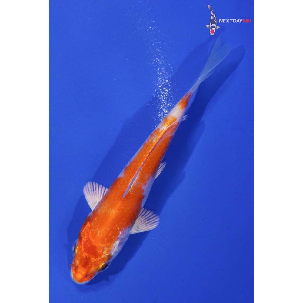 4” Imported Hariwake