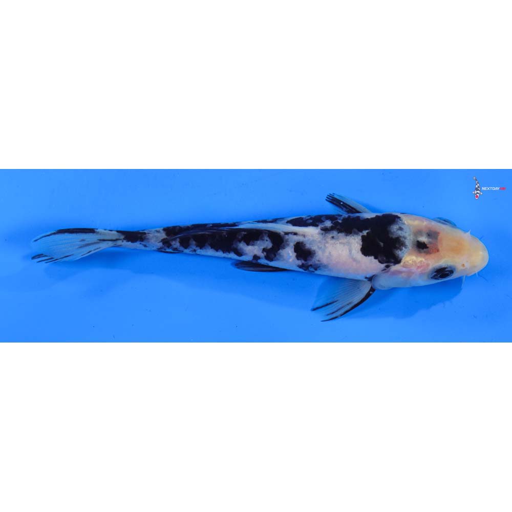 6” Imported Shiro Bekko