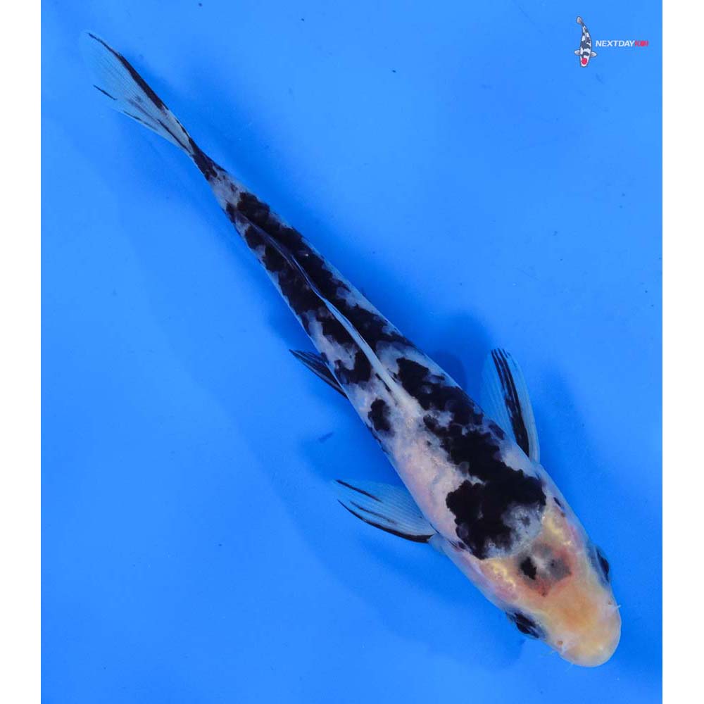 6” Imported Shiro Bekko