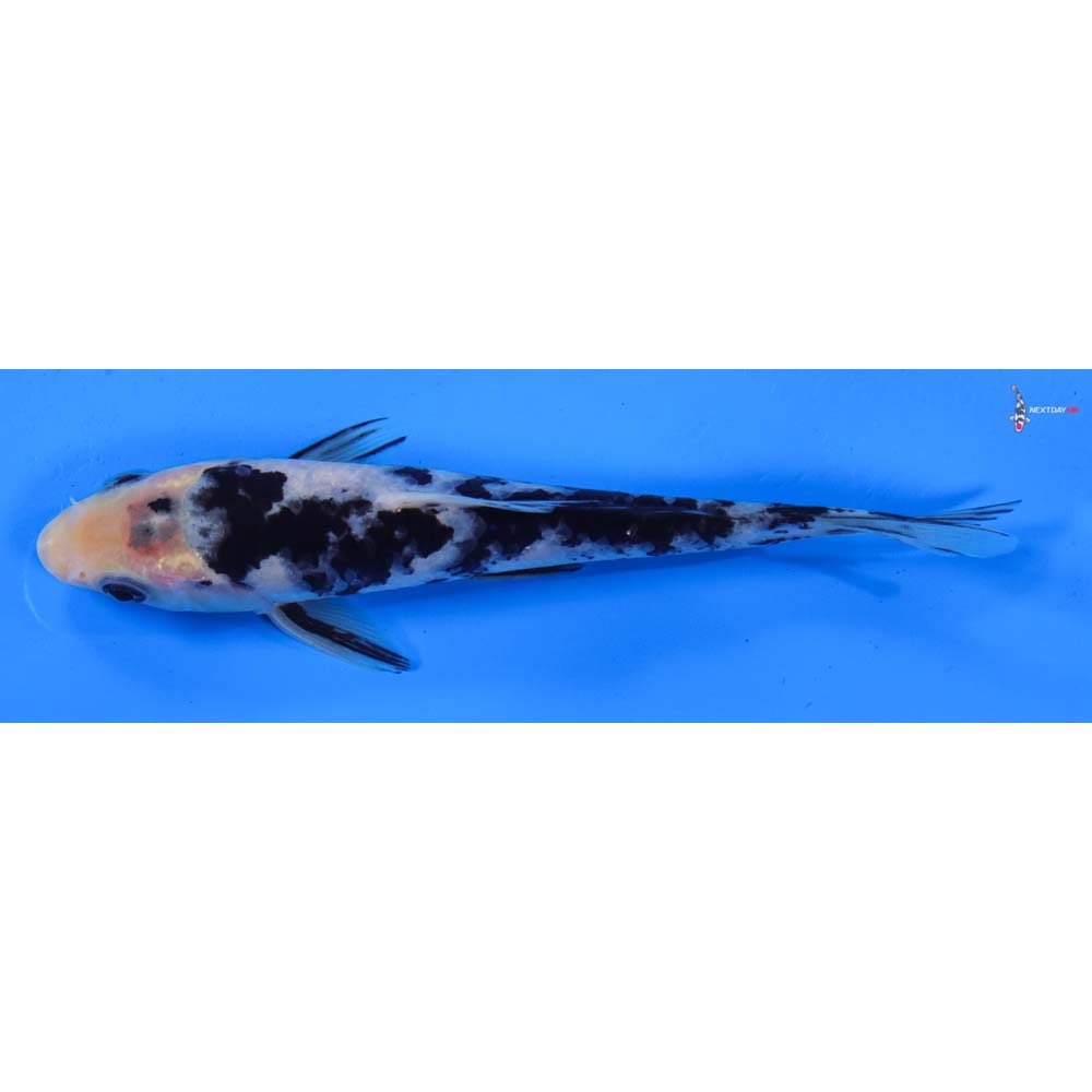 6” Imported Shiro Bekko