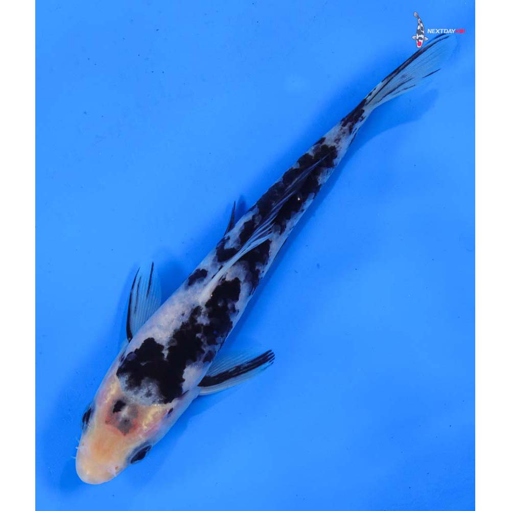 6” Imported Shiro Bekko