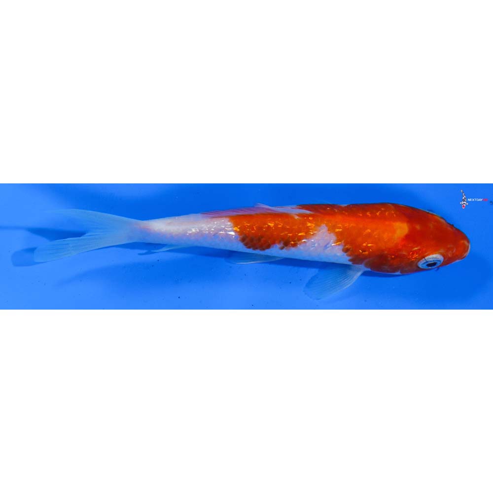 5.5” Imported Gin Rin Kohaku