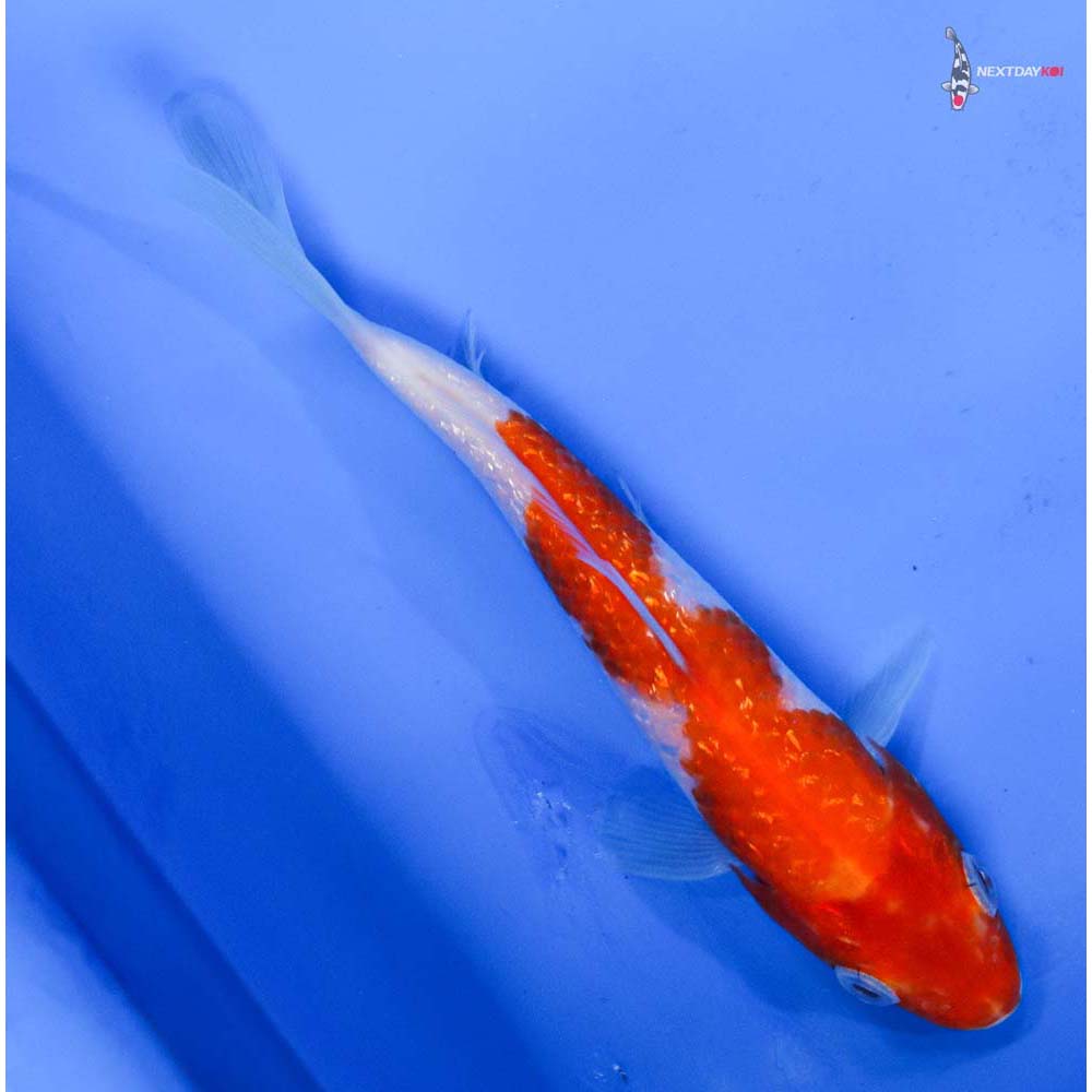 5.5” Imported Gin Rin Kohaku