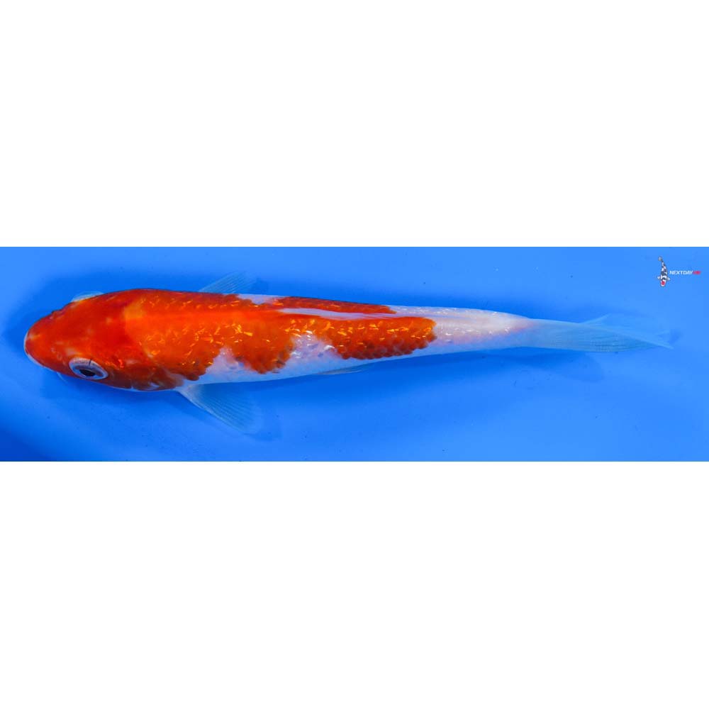 5.5” Imported Gin Rin Kohaku