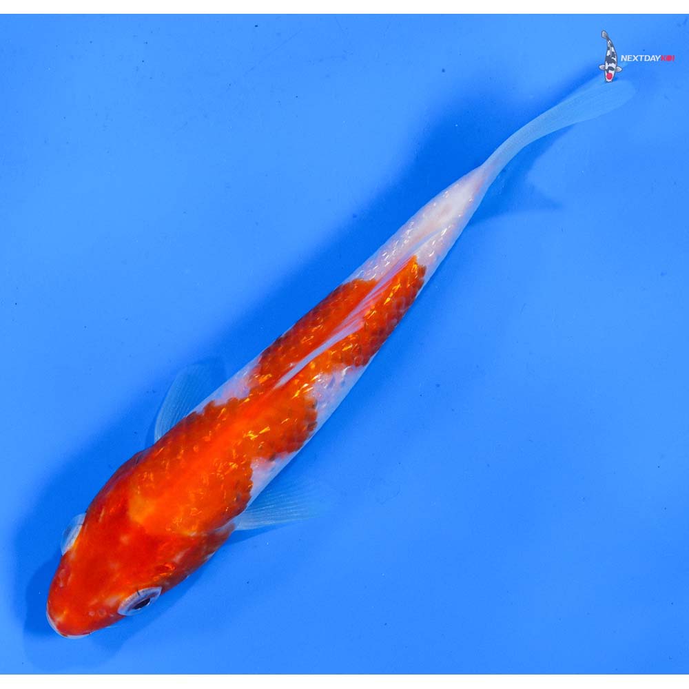 5.5” Imported Gin Rin Kohaku