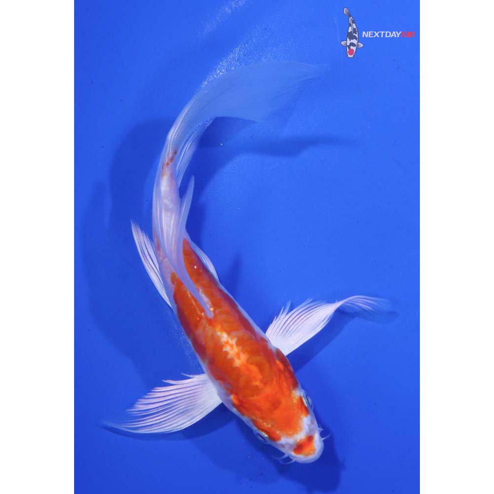 5.5” Imported Kikusui Butterfly Koi