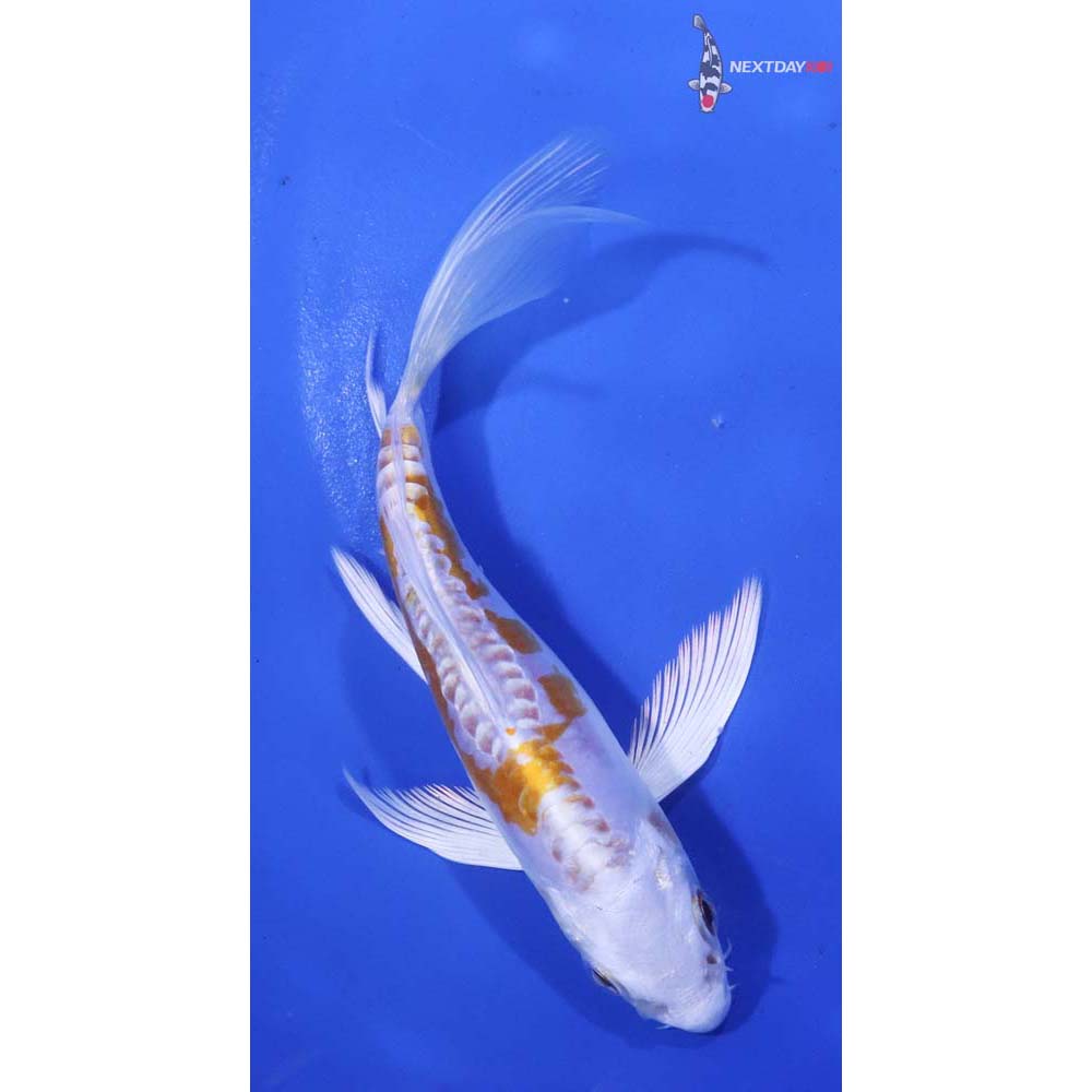 5” Imported Kikusui Butterfly Koi