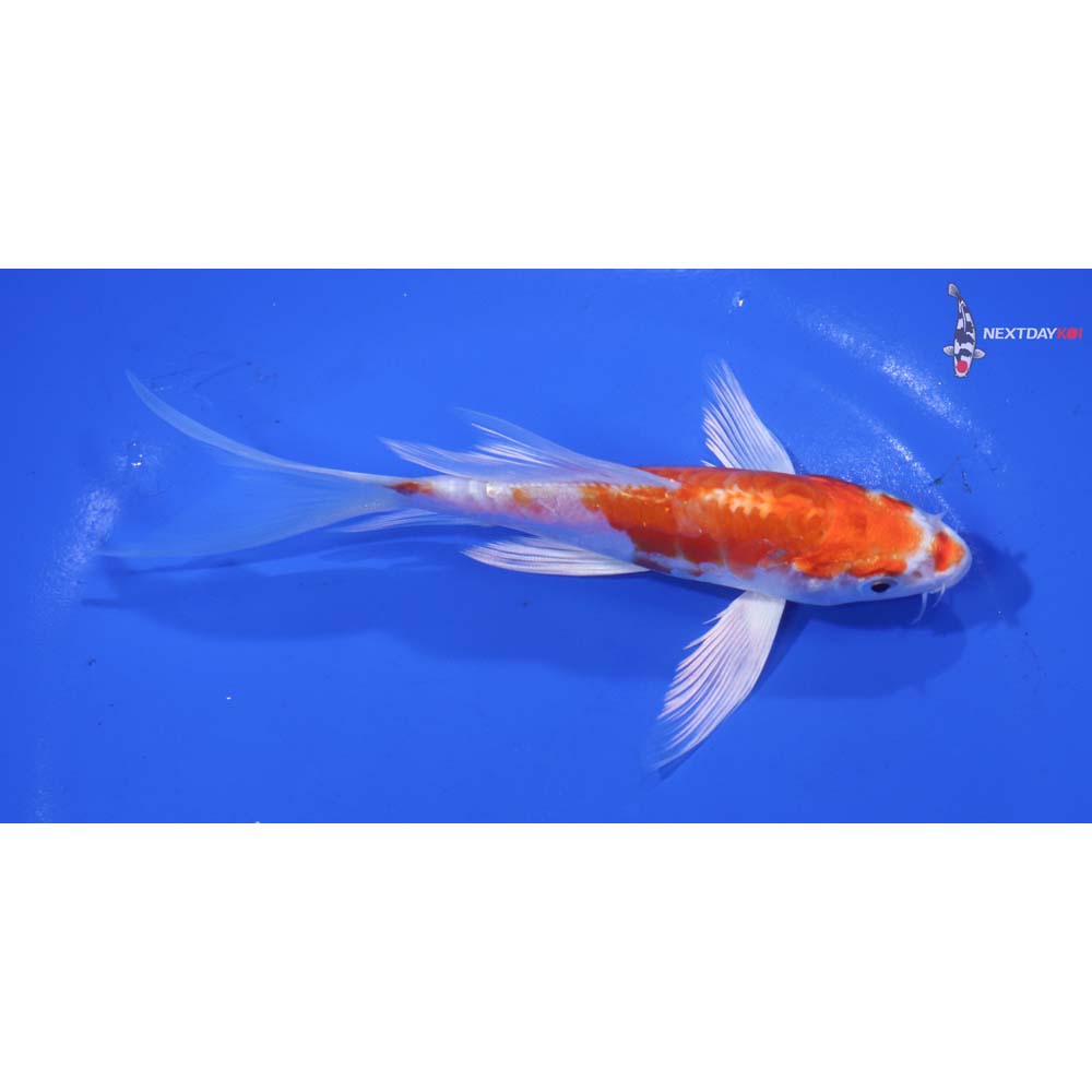 5.5” Imported Kikusui Butterfly Koi