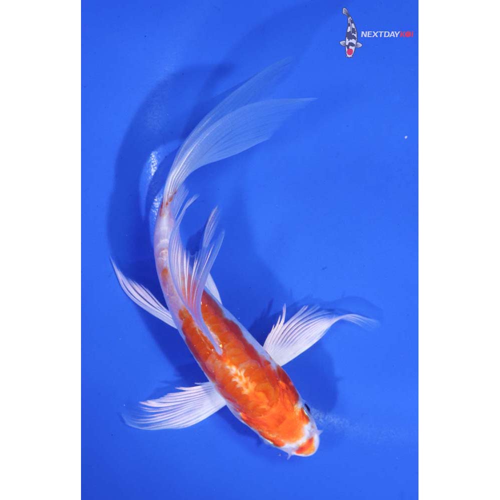 5.5” Imported Kikusui Butterfly Koi