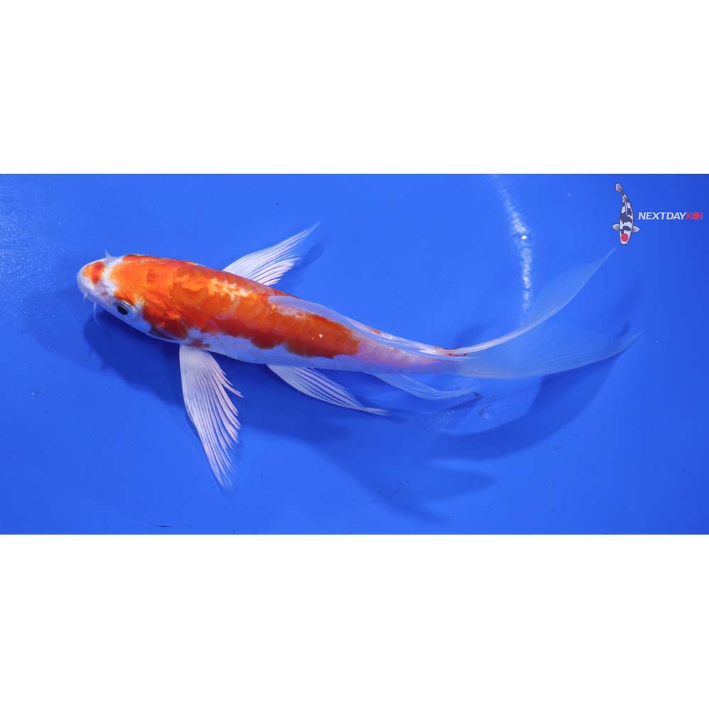 5.5” Imported Kikusui Butterfly Koi