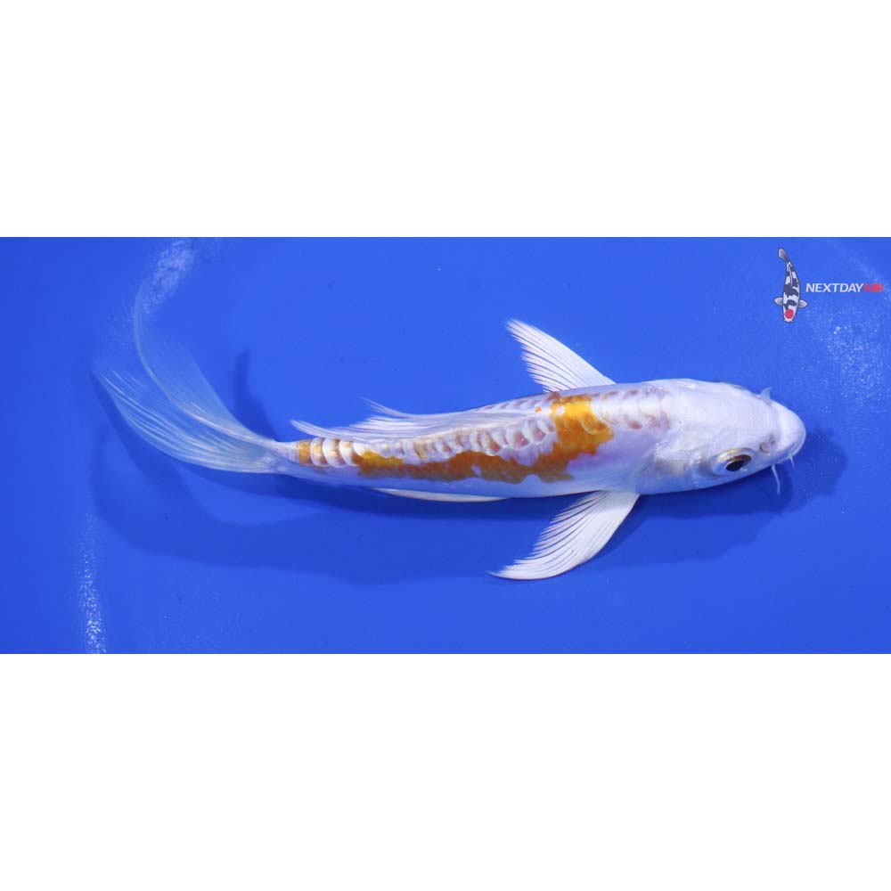 5” Imported Kikusui Butterfly Koi