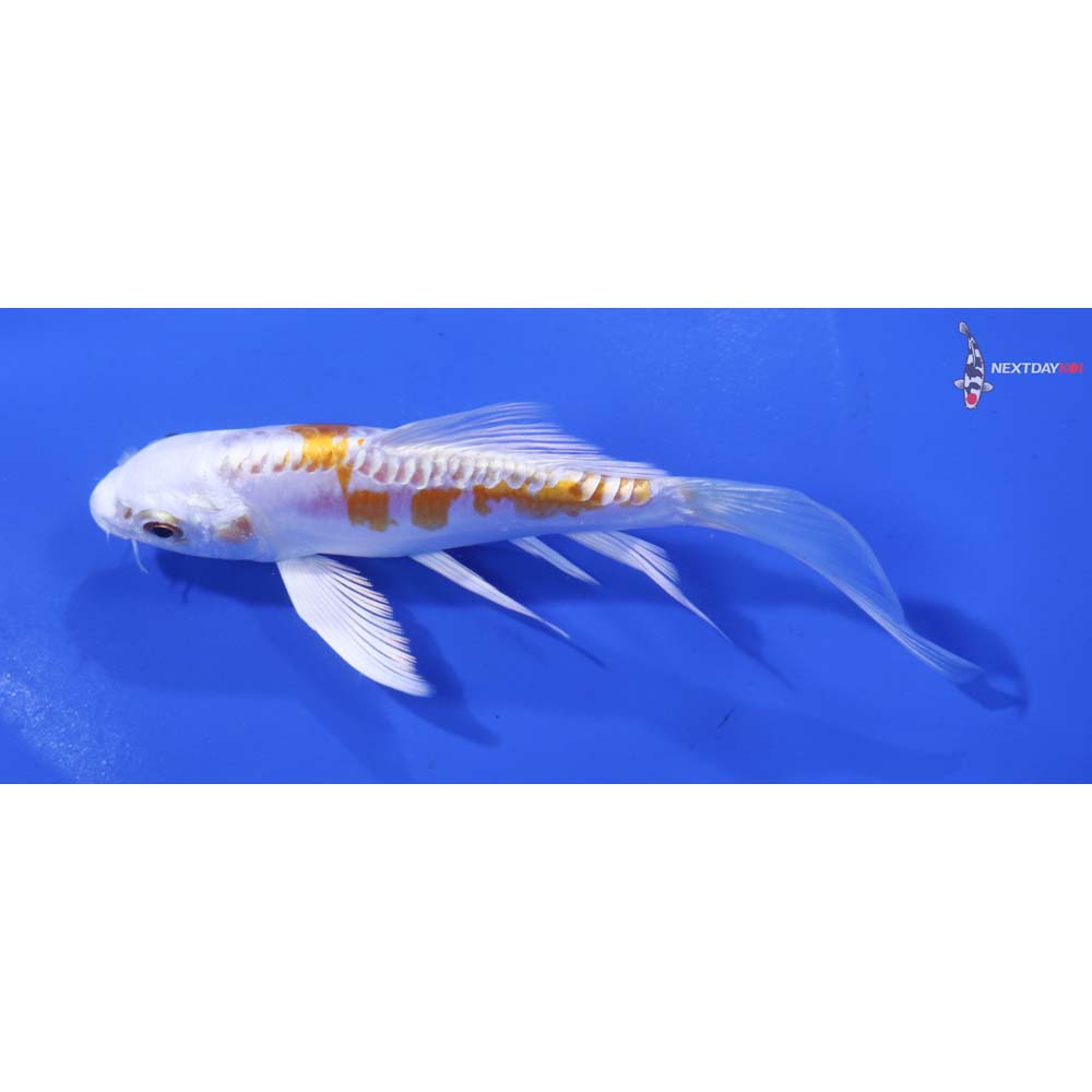 5” Imported Kikusui Butterfly Koi