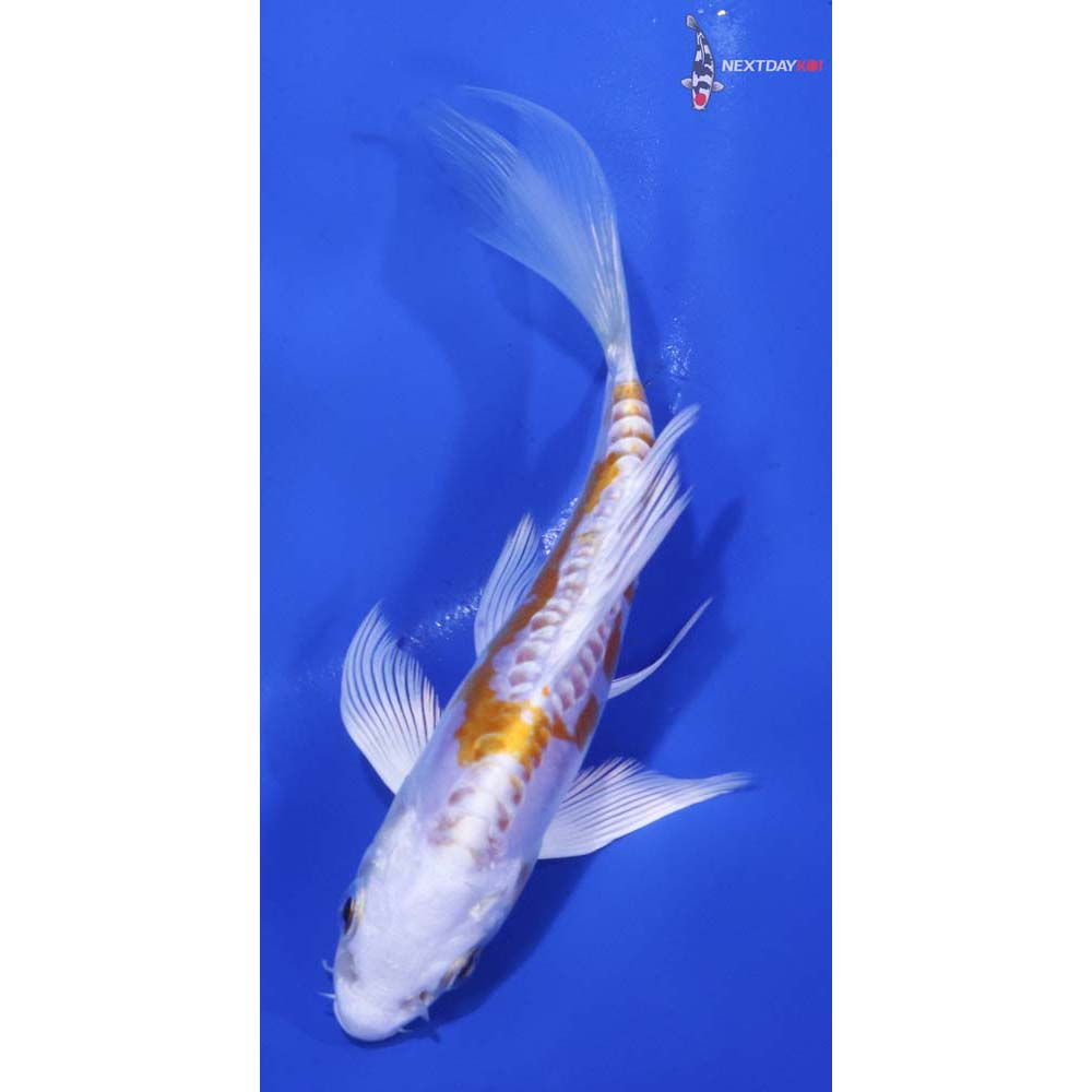 5” Imported Kikusui Butterfly Koi