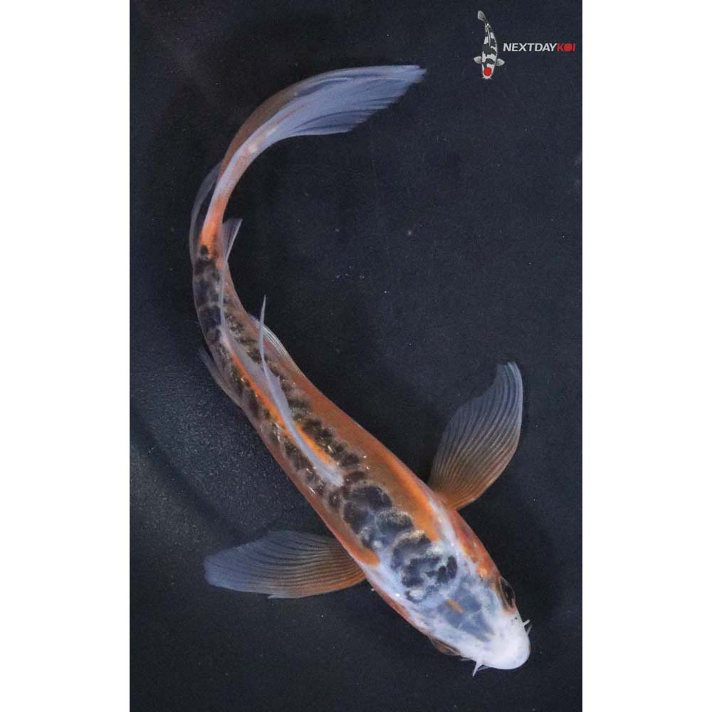 6” Imported Shusui Butterfly Koi