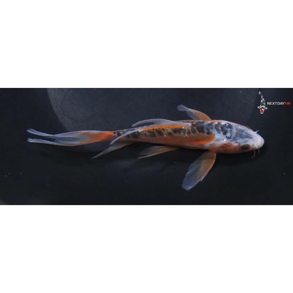 6” Imported Shusui Butterfly Koi